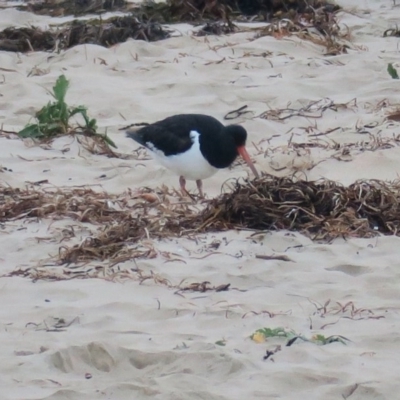 Haematopus finschi (South Island Pied Oystercatcher) at Broulee, NSW - 10 Jun 2020 by Gee