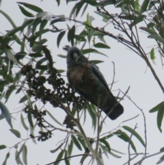 Callocephalon fimbriatum (Gang-gang Cockatoo) at Guerilla Bay, NSW - 7 Jun 2020 by Gee