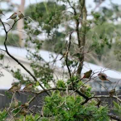 Neochmia temporalis (Red-browed Finch) at Guerilla Bay, NSW - 6 Jun 2020 by Gee