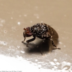 Poecilosomella punctipennis at Acton, ACT - 12 Jun 2020