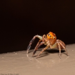 Prostheclina pallida (Orange jumping spider) at ANBG - 12 Jun 2020 by Roger