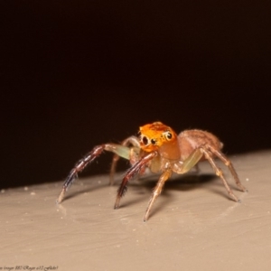 Prostheclina pallida at Acton, ACT - 12 Jun 2020