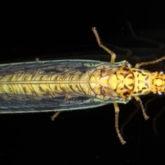 Dictyochrysa peterseni (Green Lacewing) at Ainslie, ACT - 10 Jun 2020 by jb2602