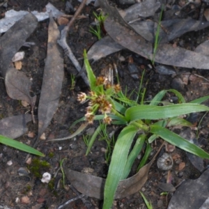 Luzula sp. at Bruce, ACT - 2 Oct 2016