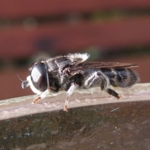 Eumerus sp. (genus) at Narrabundah, ACT - 27 May 2020