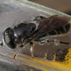 Eumerus sp. (genus) at Narrabundah, ACT - 27 May 2020