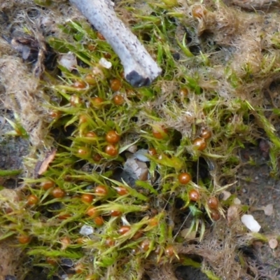 Pleuridium sp. at Gossan Hill - 2 Oct 2016 by JanetRussell