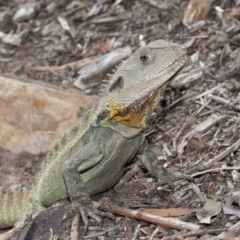 Intellagama lesueurii howittii (Gippsland Water Dragon) at Hackett, ACT - 12 Jun 2020 by TimL
