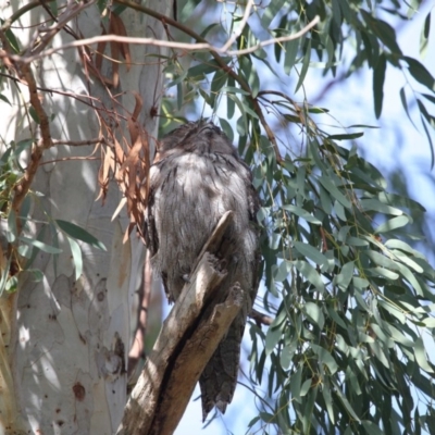 Podargus strigoides (Tawny Frogmouth) at Acton, ACT - 12 Jun 2020 by Tim L