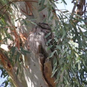 Podargus strigoides at Acton, ACT - 12 Jun 2020