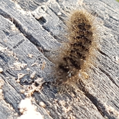 Ardices glatignyi (Black and White Tiger Moth (formerly Spilosoma)) at Holt, ACT - 12 Jun 2020 by trevorpreston
