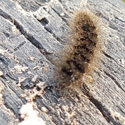 Ardices glatignyi (Black and White Tiger Moth (formerly Spilosoma)) at Holt, ACT - 12 Jun 2020 by tpreston