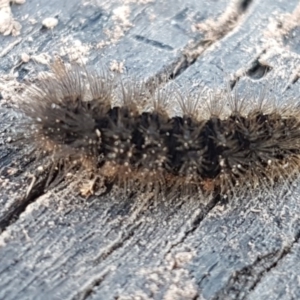 Ardices glatignyi at Holt, ACT - 12 Jun 2020 02:53 PM