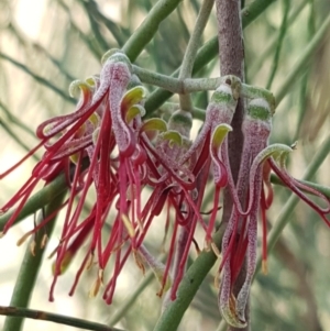 Amyema cambagei at Dunlop, ACT - 12 Jun 2020 03:03 PM