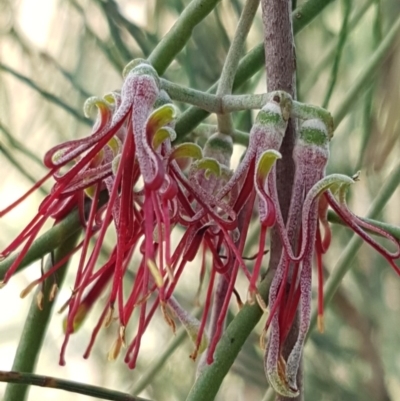 Amyema cambagei (Sheoak Mistletoe) at Woodstock Nature Reserve - 12 Jun 2020 by tpreston