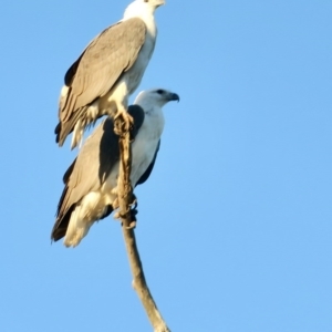 Haliaeetus leucogaster at Jeremadra, NSW - 2 Jun 2020