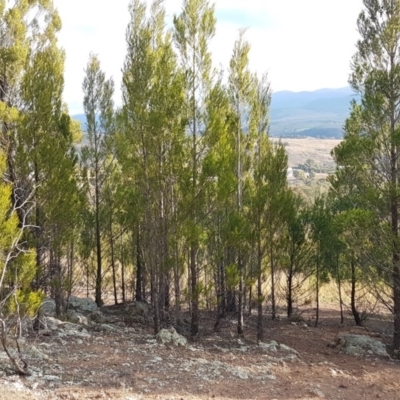 Callitris endlicheri (Black Cypress Pine) at Dunlop, ACT - 12 Jun 2020 by tpreston