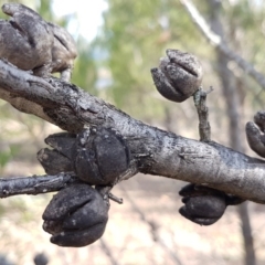 Callitris endlicheri at Dunlop, ACT - 12 Jun 2020