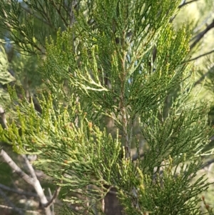 Callitris endlicheri at Dunlop, ACT - 12 Jun 2020