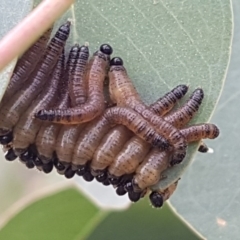 Pseudoperga sp. (genus) (Sawfly, Spitfire) at Holt, ACT - 12 Jun 2020 by tpreston