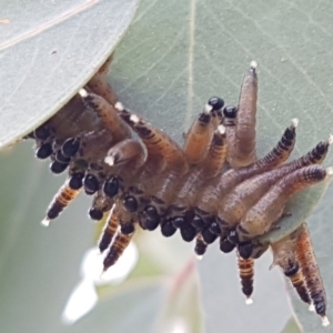 Pseudoperga sp. (genus) at Holt, ACT - 12 Jun 2020