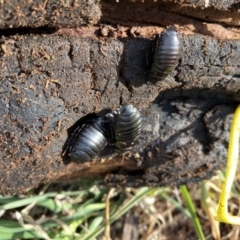 Panesthia australis (Common wood cockroach) at Red Hill to Yarralumla Creek - 10 Jun 2020 by KL