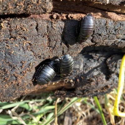 Panesthia australis (Common wood cockroach) at Hughes Grassy Woodland - 10 Jun 2020 by KL
