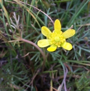 Ranunculus inundatus at Wollogorang, NSW - 12 Jun 2020 12:53 PM