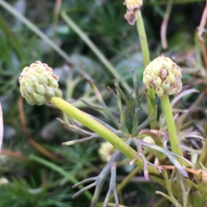 Ranunculus inundatus at Wollogorang, NSW - 12 Jun 2020