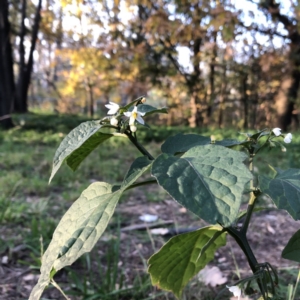 Solanum nigrum at Yarralumla, ACT - 11 Jun 2020