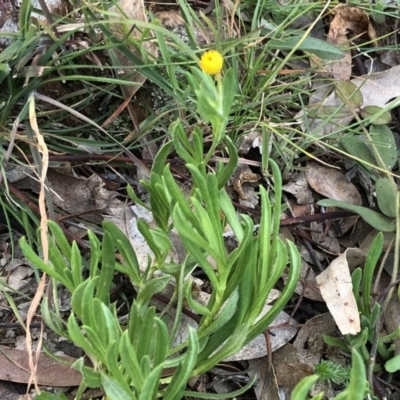 Chrysocephalum apiculatum (Common Everlasting) at Yarralumla, ACT - 11 Jun 2020 by ruthkerruish