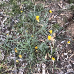 Chrysocephalum apiculatum (Common Everlasting) at Scriveners Hut - 11 Jun 2020 by ruthkerruish