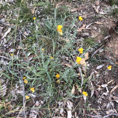 Chrysocephalum apiculatum (Common Everlasting) at Scriveners Hut - 11 Jun 2020 by ruthkerruish