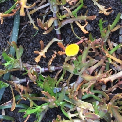 Cotula coronopifolia (Water Buttons) at Wollogorang, NSW - 12 Jun 2020 by JaneR