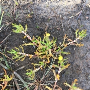 Cotula coronopifolia at Wollogorang, NSW - 12 Jun 2020