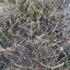 Lepidium africanum (Common Peppercress) at Scriveners Hut - 11 Jun 2020 by ruthkerruish