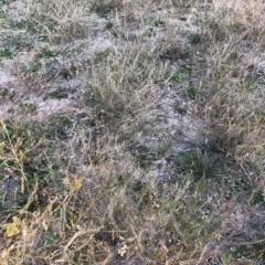 Lepidium africanum at Yarralumla, ACT - 11 Jun 2020