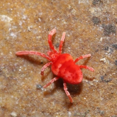 Trombidiidae (family) (Red velvet mite) at ANBG - 12 Jun 2020 by TimL