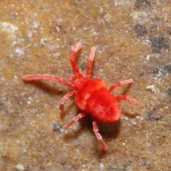 Trombidiidae (family) (Red velvet mite) at Hackett, ACT - 12 Jun 2020 by TimL