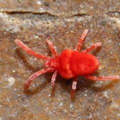 Trombidiidae (family) at Hackett, ACT - 12 Jun 2020