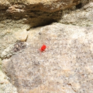 Trombidiidae (family) at Hackett, ACT - 12 Jun 2020