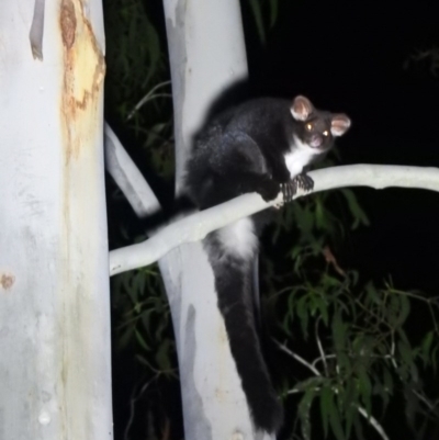 Petauroides volans (Greater Glider) at Cotter River, ACT - 12 Jun 2020 by RyuCallaway