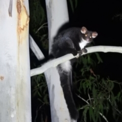 Petauroides volans (Greater Glider) at Cotter River, ACT - 12 Jun 2020 by RyuCallaway