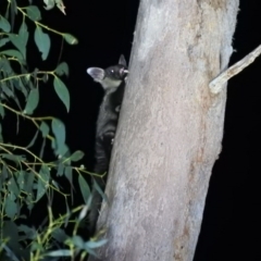 Petaurus australis (Yellow-bellied Glider) at Cotter River, ACT - 12 Jun 2020 by ArcherCallaway