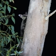 Petaurus australis (Yellow-bellied Glider) at Cotter River, ACT - 12 Jun 2020 by RyuCallaway