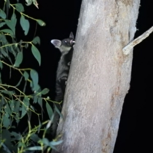 Petaurus australis at Cotter River, ACT - 12 Jun 2020