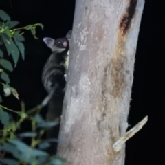 Petaurus australis australis at Cotter River, ACT - suppressed