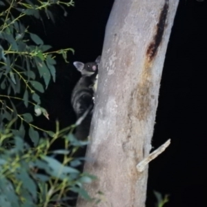 Petaurus australis at Cotter River, ACT - 12 Jun 2020