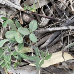 Glycine clandestina (Twining Glycine) at Hughes, ACT - 13 Jun 2020 by KL