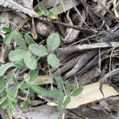 Glycine clandestina (Twining Glycine) at Hughes, ACT - 12 Jun 2020 by KL